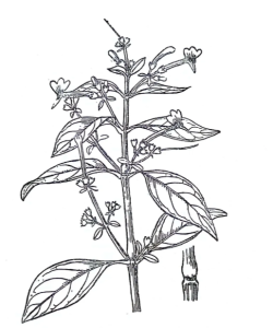 白鶴靈芝草