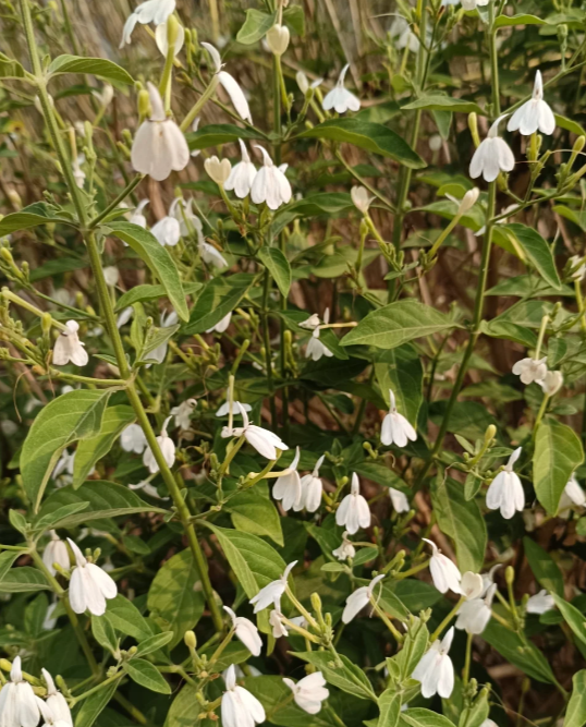 白鶴靈芝草