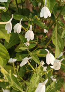 白鶴靈芝草