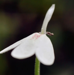 白鶴靈芝草